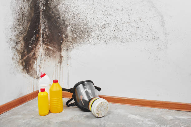 Best Fast Mold Removal  in Falls Church, VA