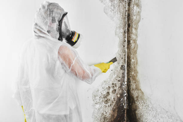 Falls Church, VA Mold Removal Company