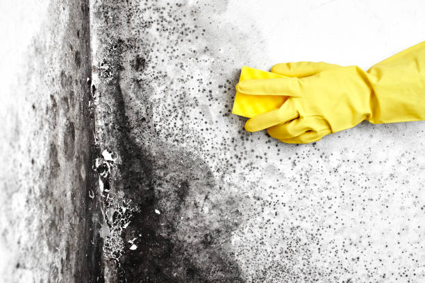 Best Certified Mold Removal  in Falls Church, VA