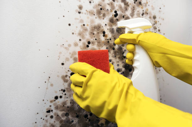 Best Toxic Mold Removal  in Falls Church, VA