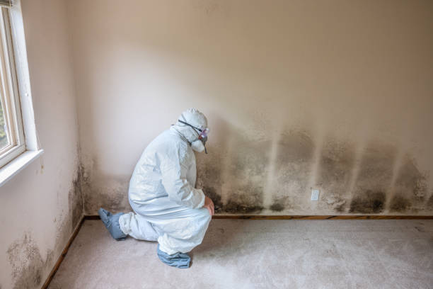 Best Crawl Space Mold Removal  in Falls Church, VA