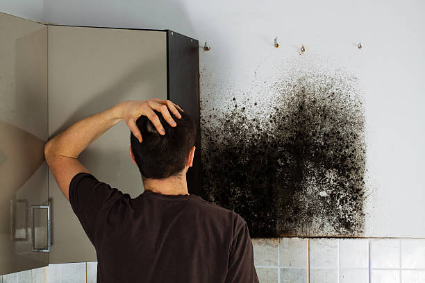 Best Mold Testing  in Falls Church, VA